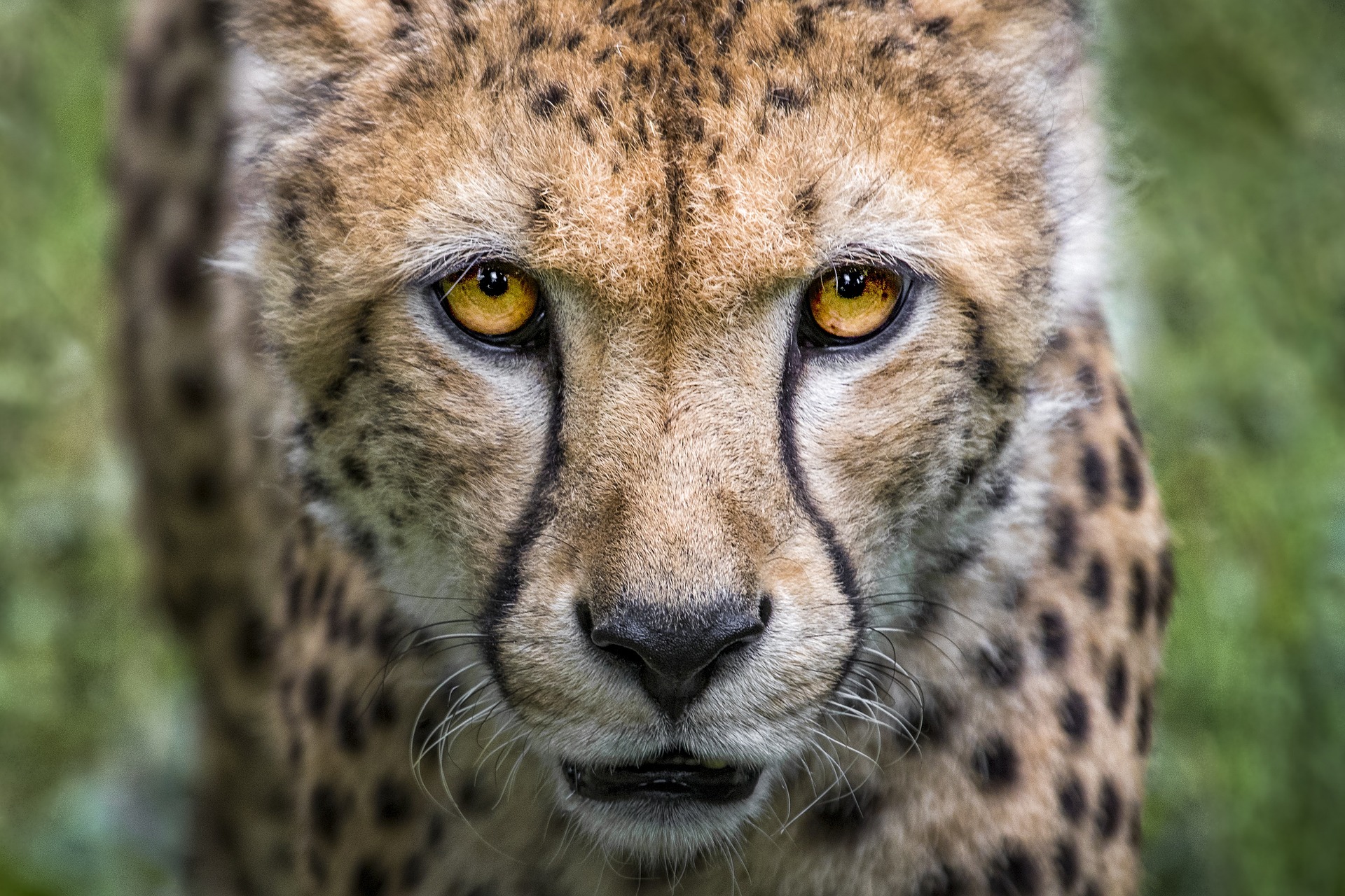 Win this Cheetah picture Cheetah picture